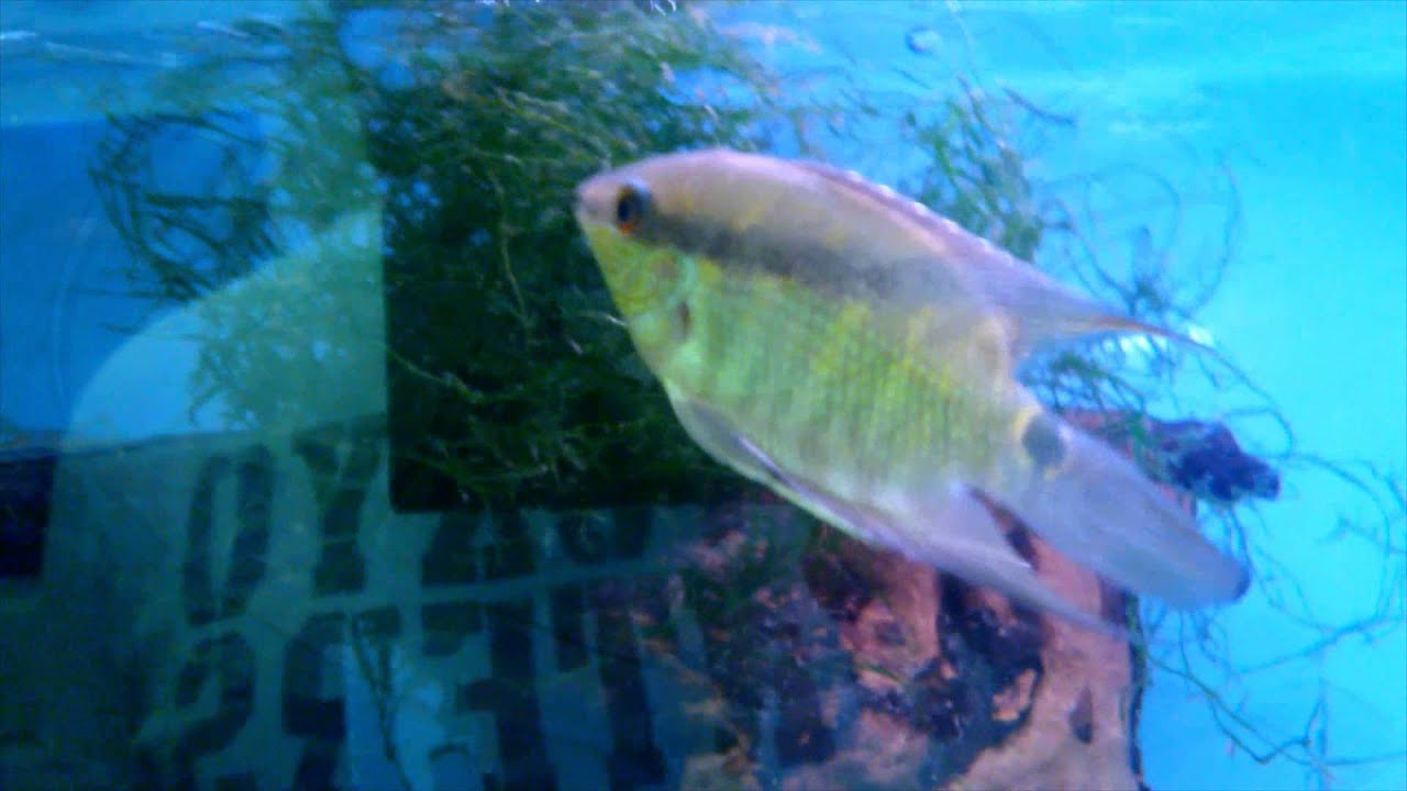 aquarium plants Dwarf Flag Cichlids, Andinoacara latifrons and XL Festive Cichlid