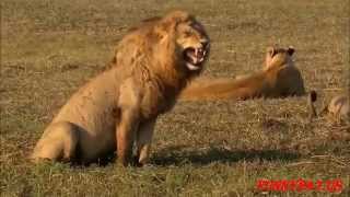 Animals Laughing Non Stop Смех животных нон-стоп Animals Laughing Non Stop Смех животных нон-стоп