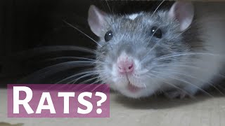 Rats + Recap (Foundational)