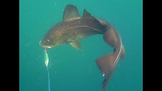 Cod feeding frenzy while jig fishing in North Norway screenshot 3