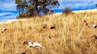 INSANE Mearns Quail action!