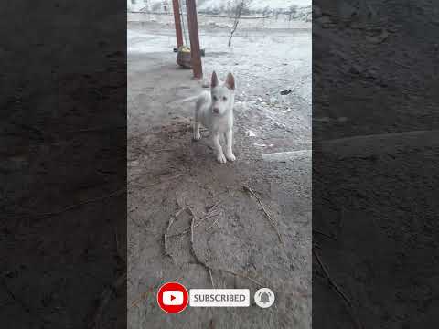 Video: Come vestire un Alaskan Malamute