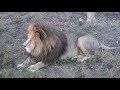 Дружный львиный прайд Олежки, Фили, Вити и Алекса! Тайган Big lions in Crimea