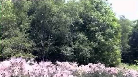 Thistles take flight