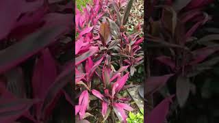 Cordyline Fruticose plant nature shorts video