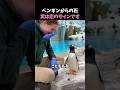 ペンギンの告白方法🩷