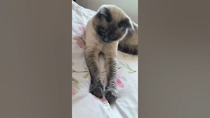 Watch the video about #funny #love #cat #beautiful #cute #anime #entertainment #happy