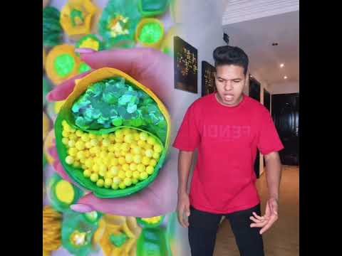 فايب مسلية أداء ارتباط بوف هزلي فيديو فكاهة مشهد مضحك فيلم خاص فيديو فيروسي