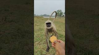 Biscuit dekhte hi bandar ka attitude ON 😎🐒 #shorts