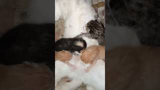 Posisi Induk Kucing Nyusui Anak Nya