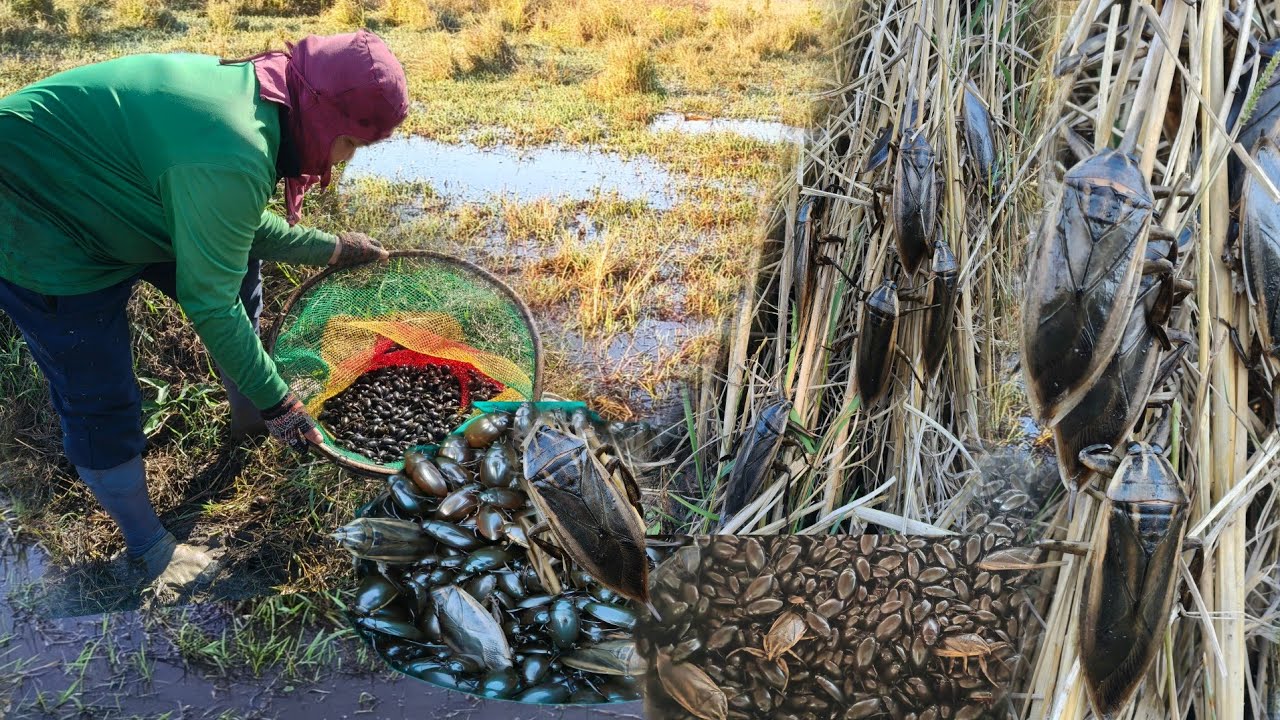 เด็ดอีกแล้วลงบึงหาส่อนแมงตับเต่าแมงดานาส่อนทุกทีมีเฮตลอดหมานแมงดาแมงตับเต่าเป็นถังๆ 20/ธค/68