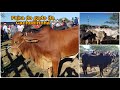 Volta da feira do gado de Cachoeirinha | Luiz Pinto