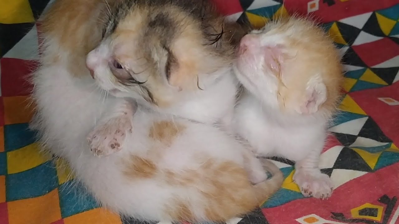 Newborn Kittens Are 10 Days Old Only One Kitten Left To Open His Eyes