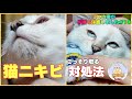 【保護猫#10】保護猫しらたき！猫ニキビの対処をしたら耐えきれずにこうなっちゃいました。 #保護猫 #子猫 #cat