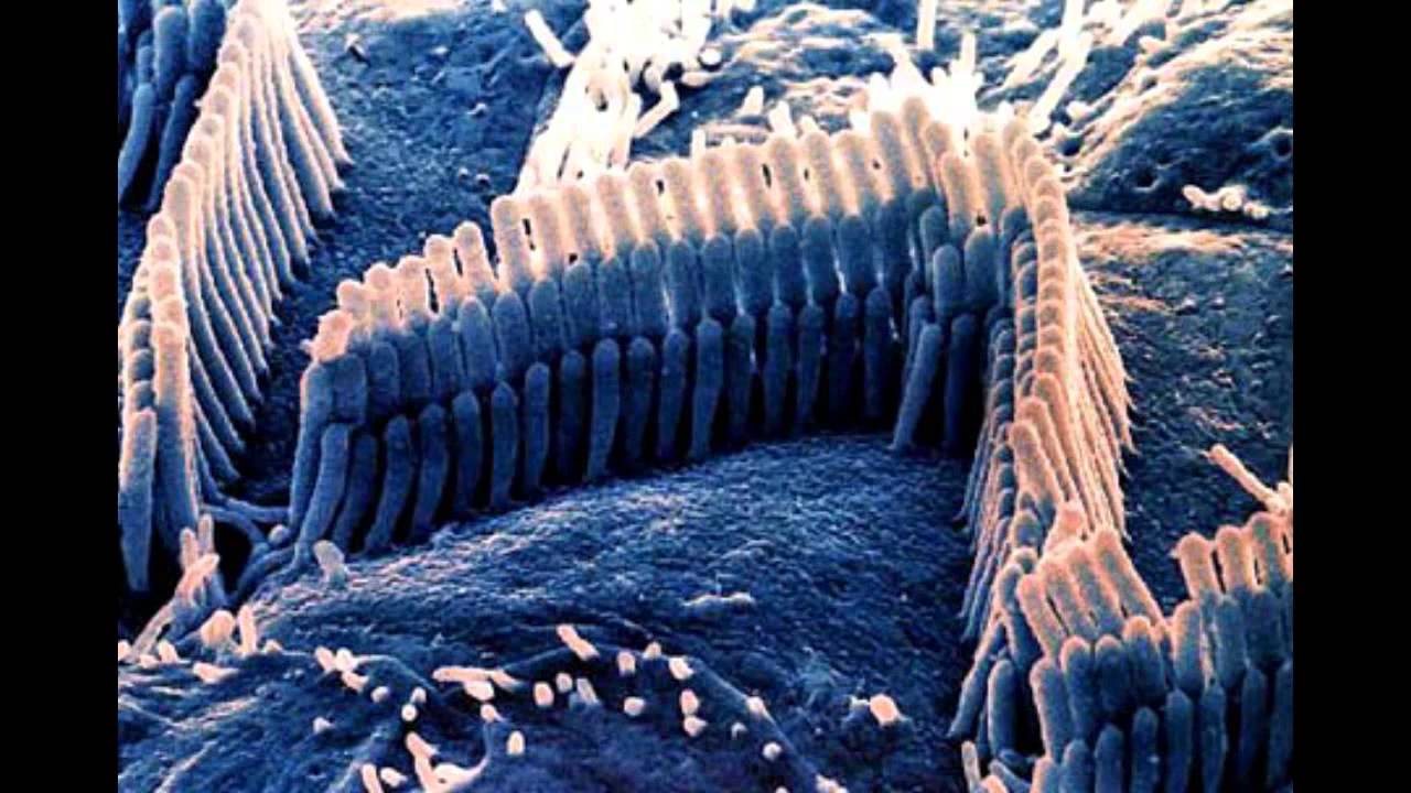 Чувствительные клетки внутреннего уха. Наружные волосковые клетки гистология. Наружные волосковые клетки функция. Ухо строение волосковые клетки. Волосковые клетки улитки в ухе.