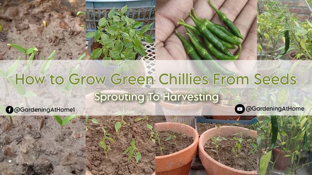 How to Grow Green Chillies from Seeds At Home Sprouting to Harvesting
