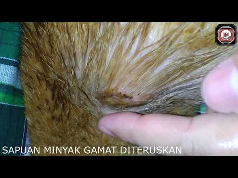 Video: Gamavit Untuk Kucing: Bagaimana Menggunakan?