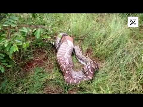 Video: Birmaanse Luislang - Python Bivittatus Reptielras Allergene, Gesondheid En Lewensduur