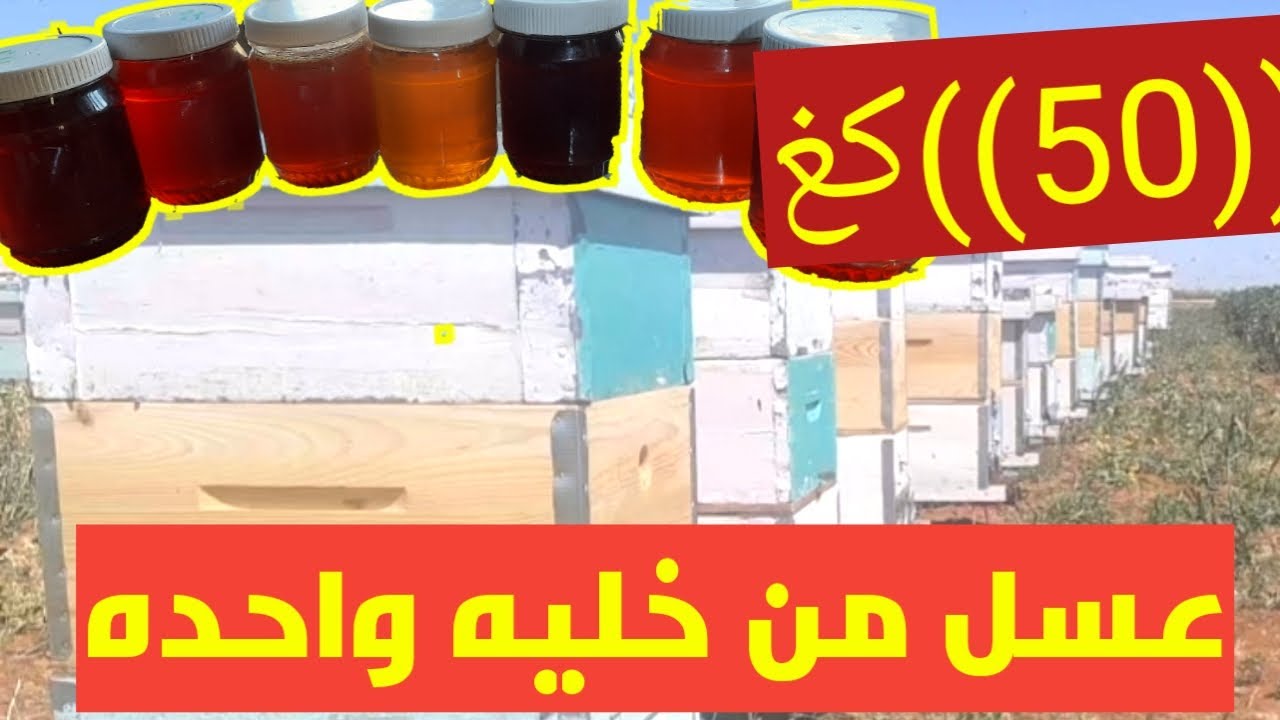 10 شروط طبقها تحصل على اكثر من 40كيلو عسل من خليه واحده سنويا