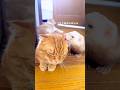 飼い主のトイレ中のプライバシーwww