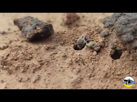 Video: ¿Qué son las abejas mineras? Identificar las abejas en el suelo