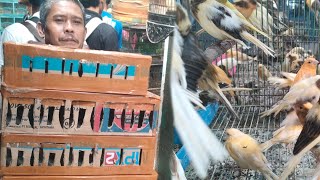 Download Lagu BUAT TAHUN BARUAN SETOK LUBER ANIS MERAH MULAI HARGA 200.RB MP3