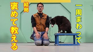 Mr.トーマの動物訓練術⑩　一周回って結局褒めて教える