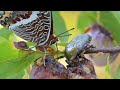 MACROVIDEO: Charaxes jasius on the plum Tree