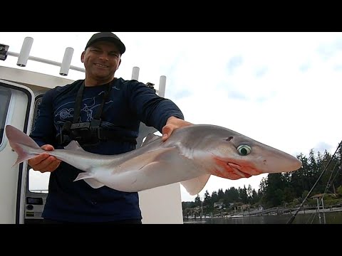 Video: Hur fångar jag hundfisk?
