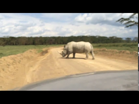 new southern white rhino new southern white rhino