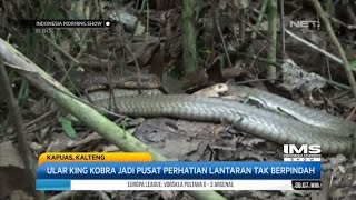 Seekor Ular King Kobra Berdiam Diri Sekitar 4 Tahun- IMS