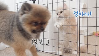 아기고양이를 혼자 격리시켰어요..  ft. 곰돌이컷 포메라니안 먼치킨 새끼고양이 puppy kitten 犬 猫 4K