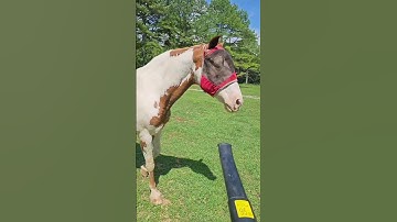 Thumbnail of My Mini Pony  Does The Weirdest Things.....#Pony #donkey #farmlife #animals #horse