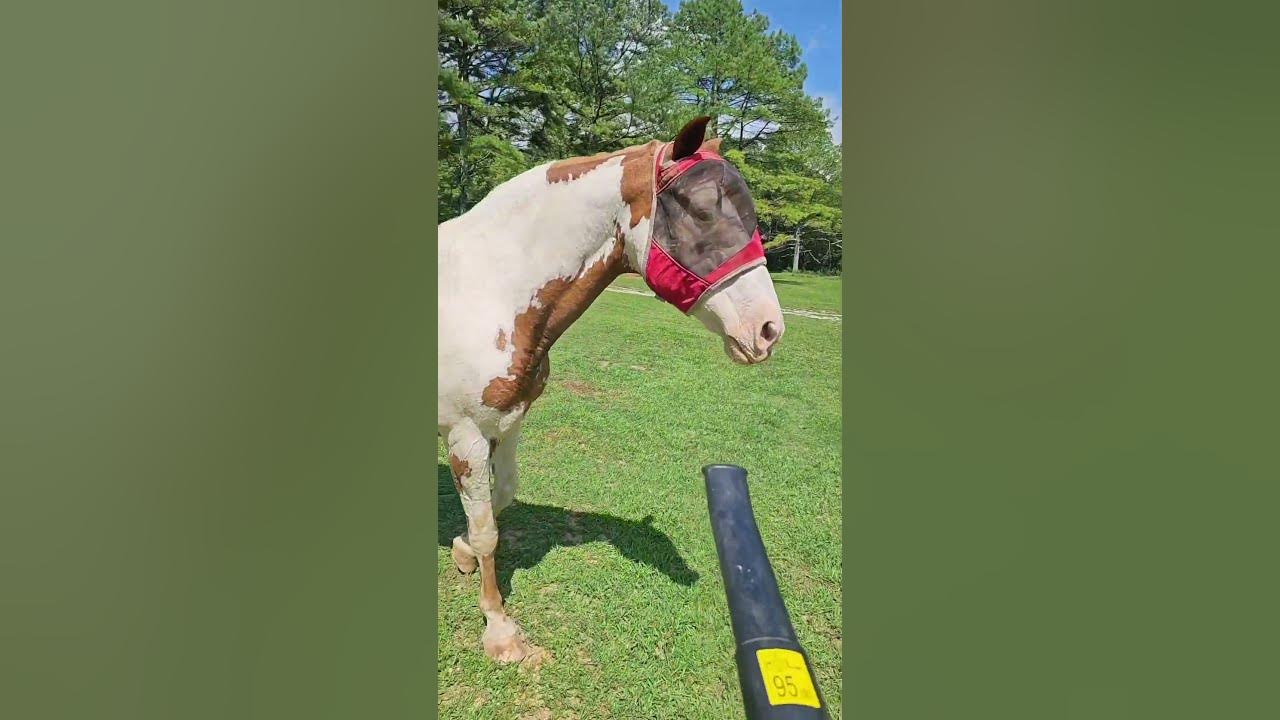 My Mini Pony  Does The Weirdest Things.....#Pony #donkey #farmlife #animals #horse
