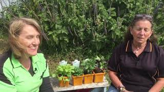 The Green Thumb Girls talk Basil!