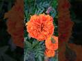 Netural flowers.....#flowers #viral #trending #youtubeshorts #subscribe