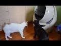 Trying The Litter-Robot Self Cleaning Litter Box for The First Time