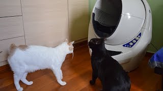 Trying The Litter-Robot Self Cleaning Litter Box for The First Time