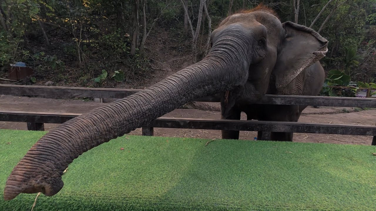 Wild Elephant Valley