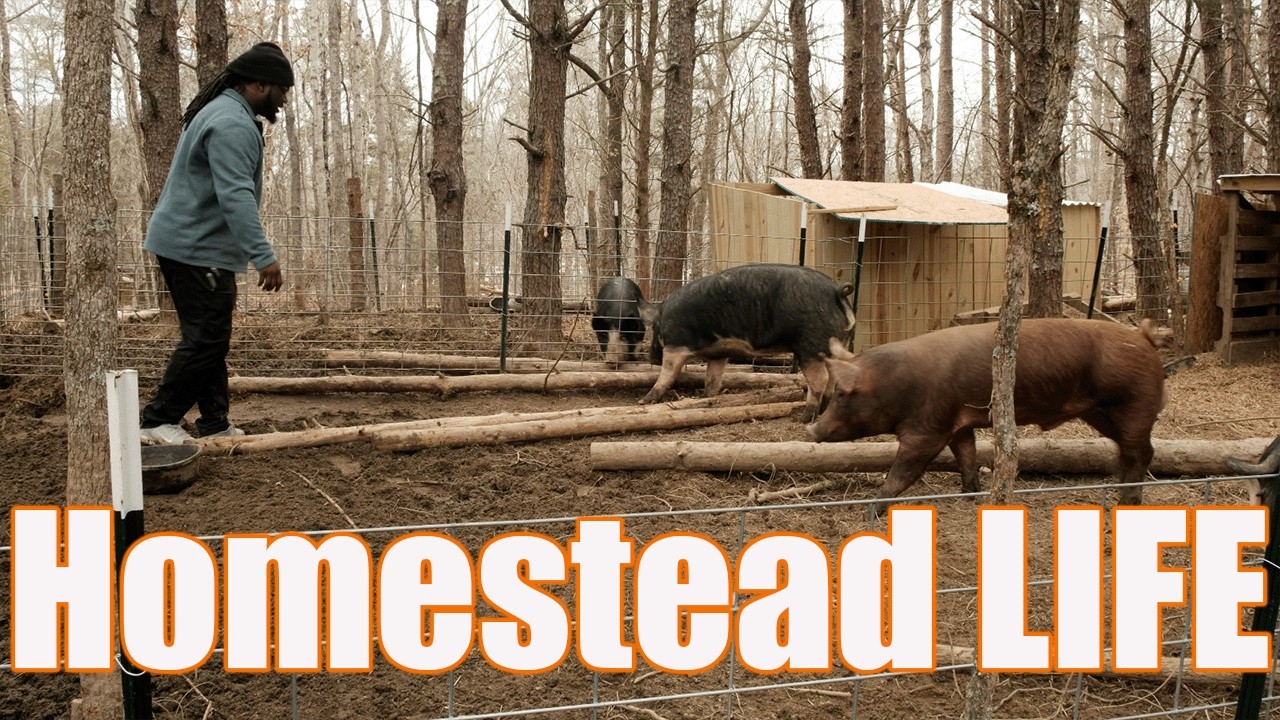 Unexpected Pig Drama While Finishing This Project