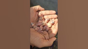 java chicks | java breeding progress | #birds #zebrafinchbreeding #finch #pets #ytshorts #feedycare