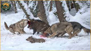 Most Incredible Wolf Attacks Caught on Camera | No Mercy in the Wild | Wild Animals
