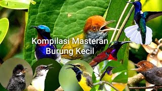 kompilasi masteran burung kecil paling dicari mp3,khusus burung Lomba part 01