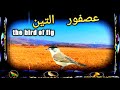 عصفور التين 2022the Bird Of Fig عصفور التين 2022the Bird Of Fig