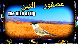 عصفور التين 2022the bird of fig