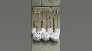 🌿Great ideas of propagation lemon tree from cuttings using aluminum foil paper #lemontree #gardening