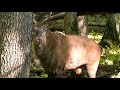 Большое стадо оленей в лесу во время гона ||  red deer rut