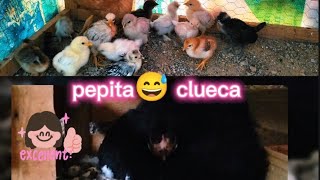 cómo va mi gallinero 😁🐤🤔⁉️y por qué ya no e subido videos