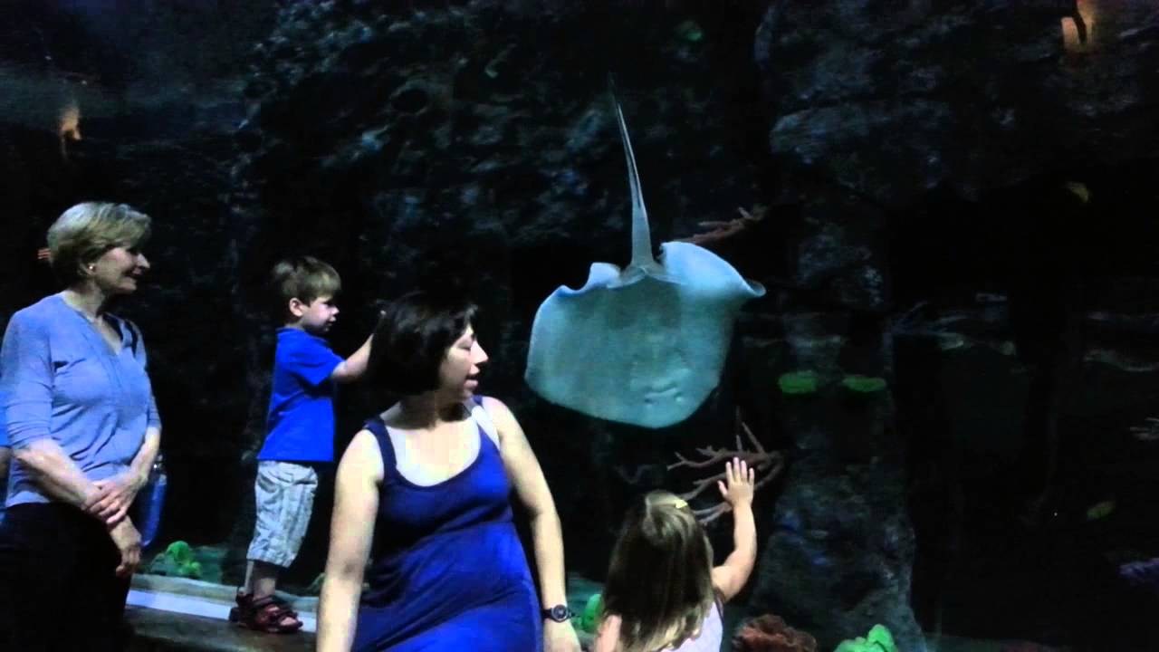 Salt Lake City Aquarium YouTube