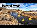 Expensive fish  lower owens river trout fishing  eastern sierra
